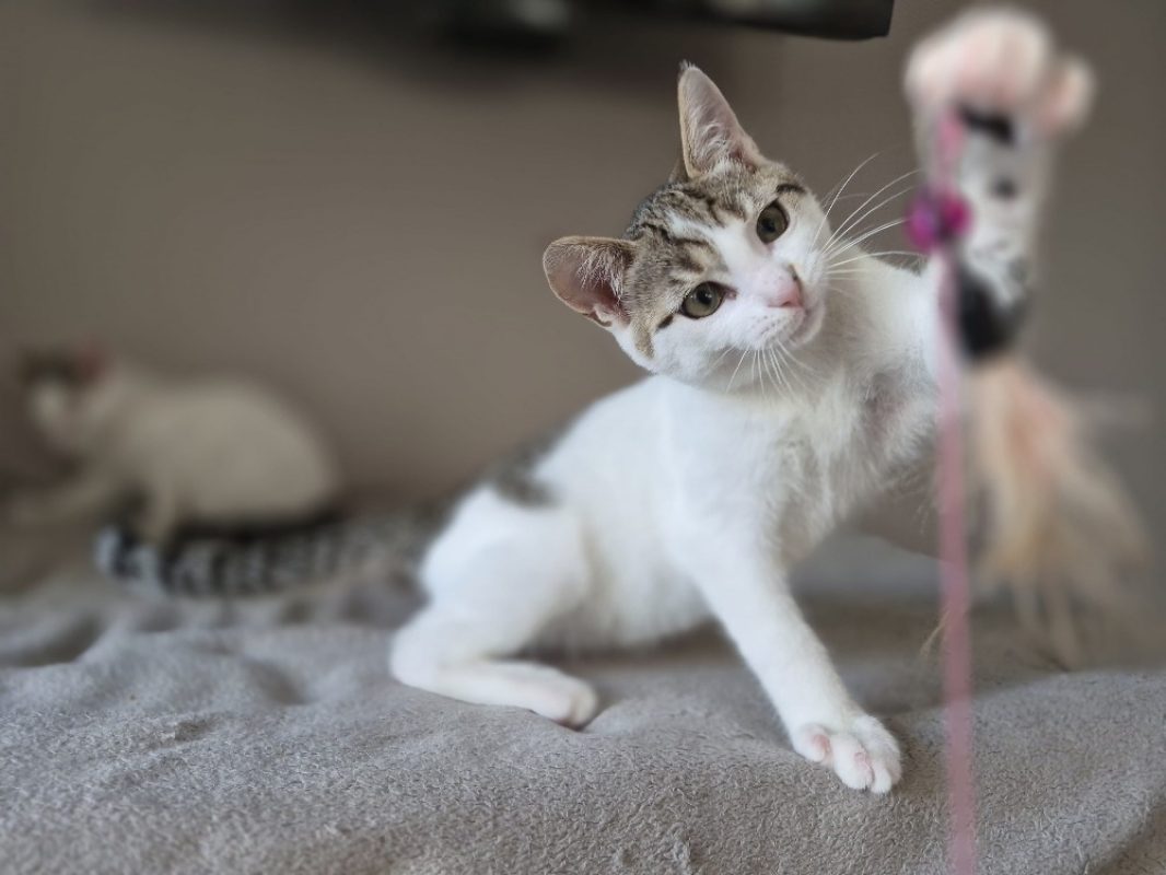 Cesar - Chat Européen à adopter - photo 2