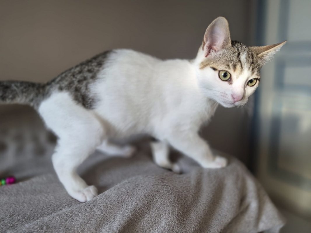 Cesar - Chat Européen à adopter - photo 3