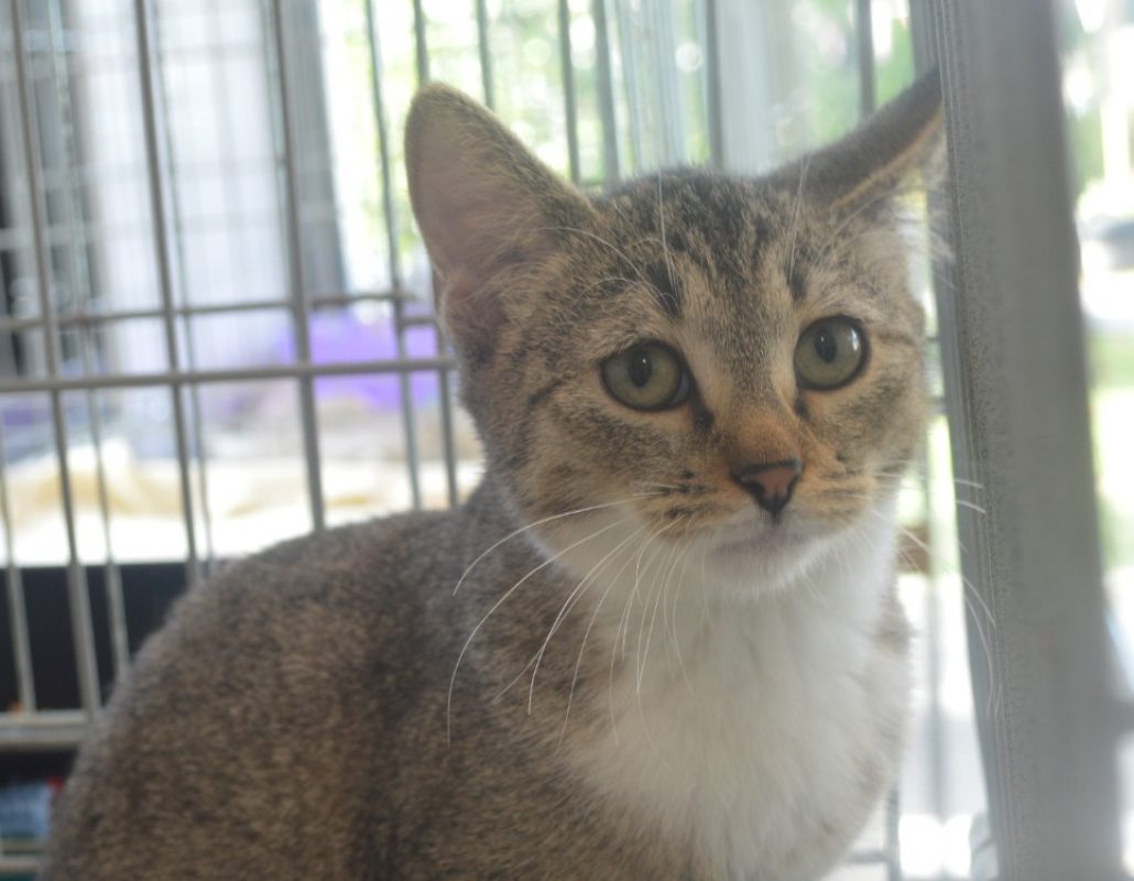 Bugatti - Chat Européen à adopter