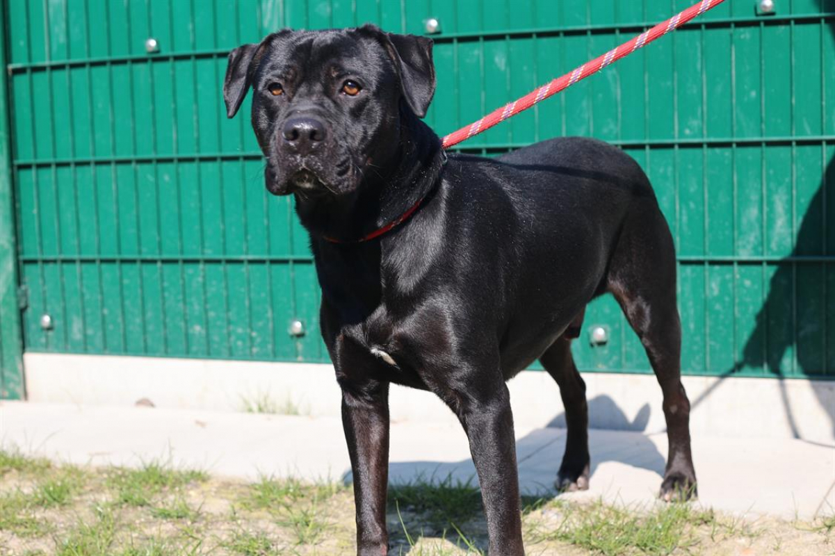 Photo #2 de Reglisse