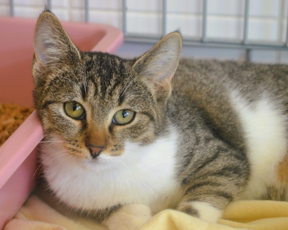 Belize - Chat Européen à adopter
