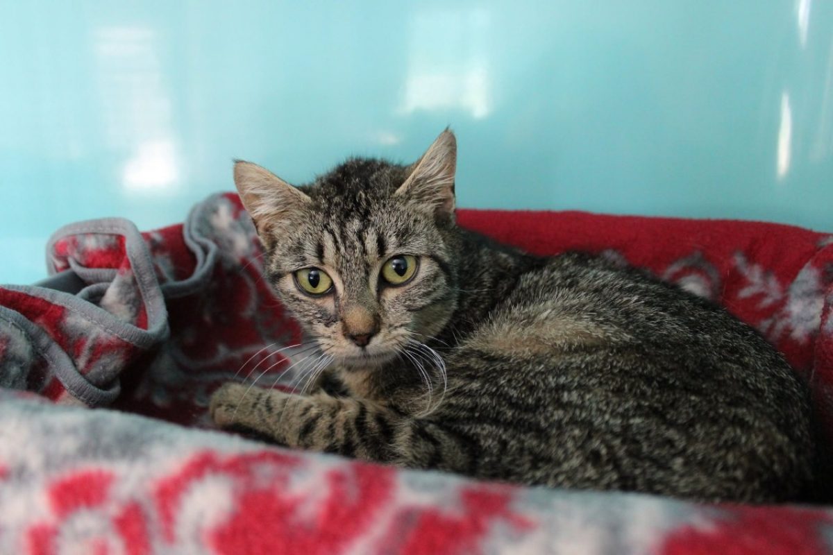 Brigitte - Chat Européen à adopter - photo 2