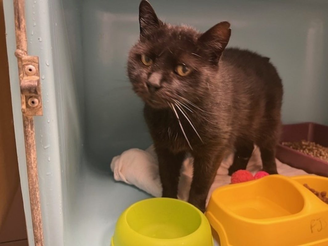 Mochi dit crapaud - Chat Européen à adopter