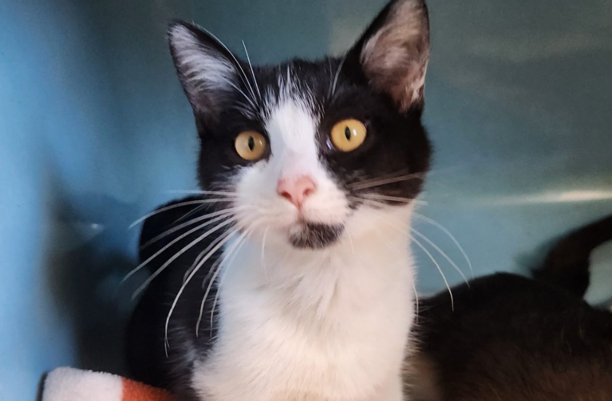 Blue - Chat Européen à adopter