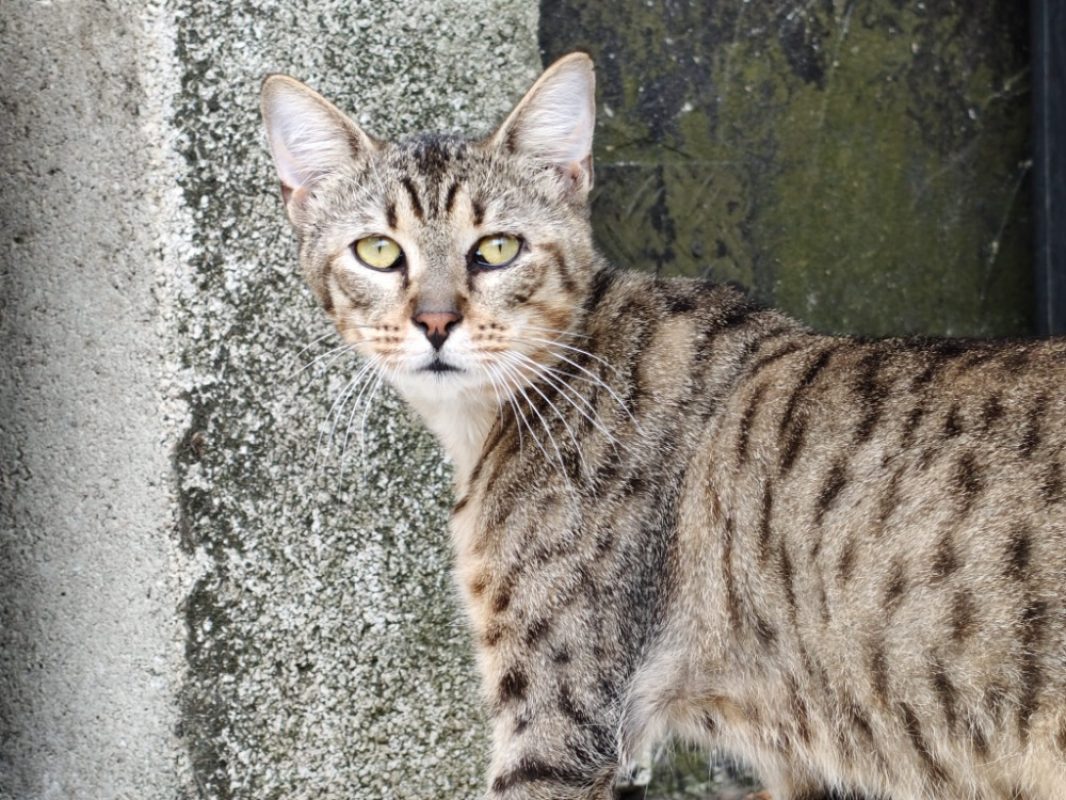 Bob - Chat Européen à adopter