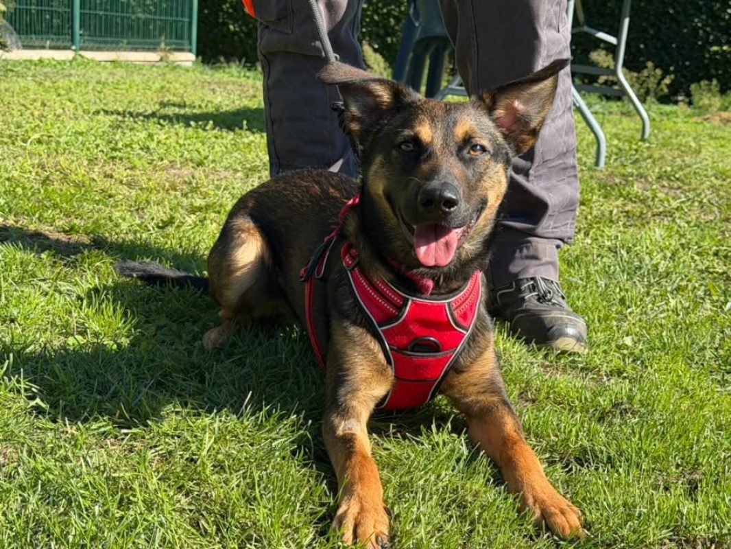 Buzz - Chien à adopter