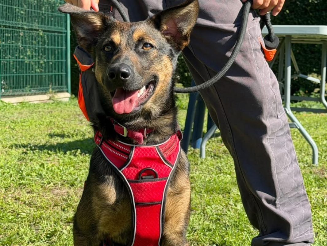 Buzz - Chien à adopter - photo 2
