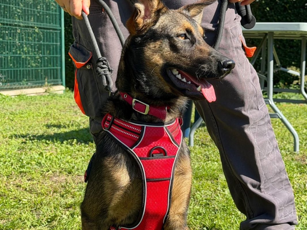 Buzz - Chien à adopter - photo 3