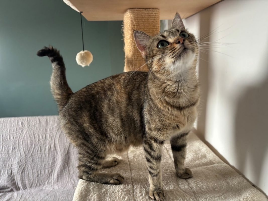 Opale - Chat Européen à adopter