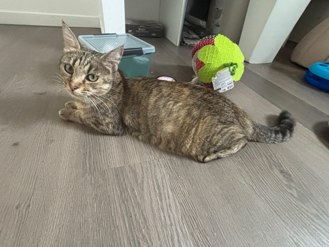 Opale - Chat Européen à adopter - photo 2