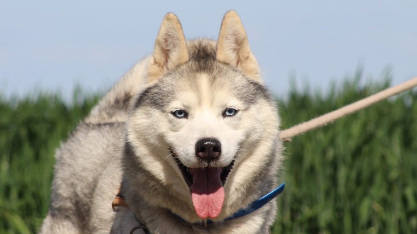 Lucky - Chien Husky Sibérien à adopter
