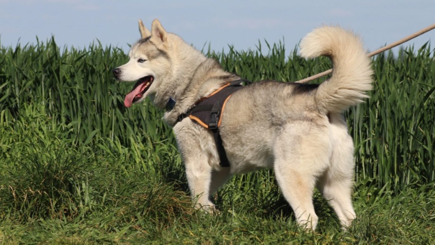 Lucky - Chien Husky Sibérien à adopter - photo 3