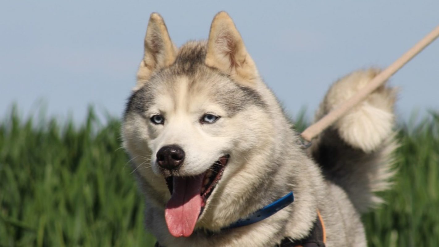 Lucky - Chien Husky Sibérien à adopter - photo 4