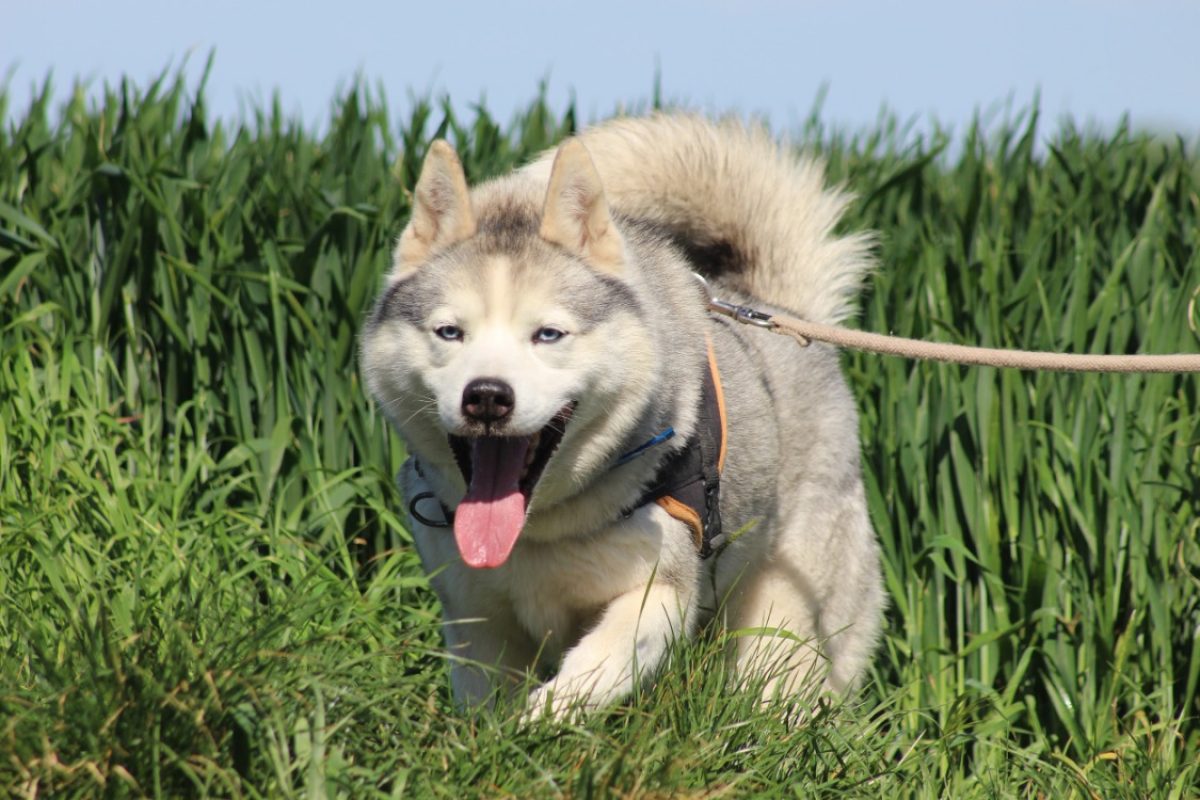 Lucky - Chien Husky Sibérien à adopter - photo 5