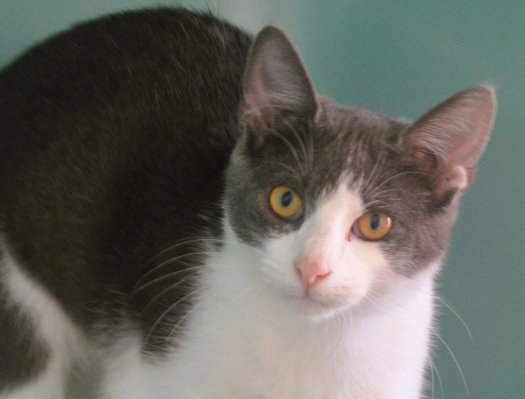 Gaius - Chat Européen à adopter