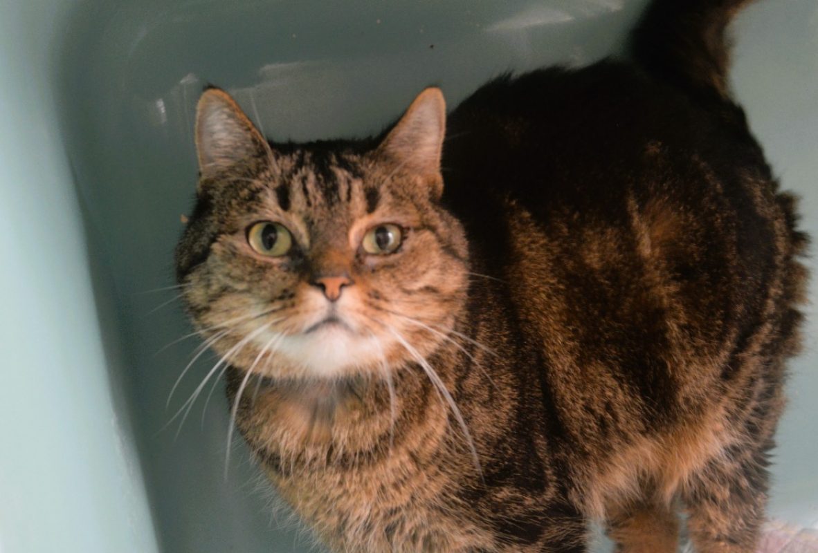 Flamme - Chat Européen à adopter