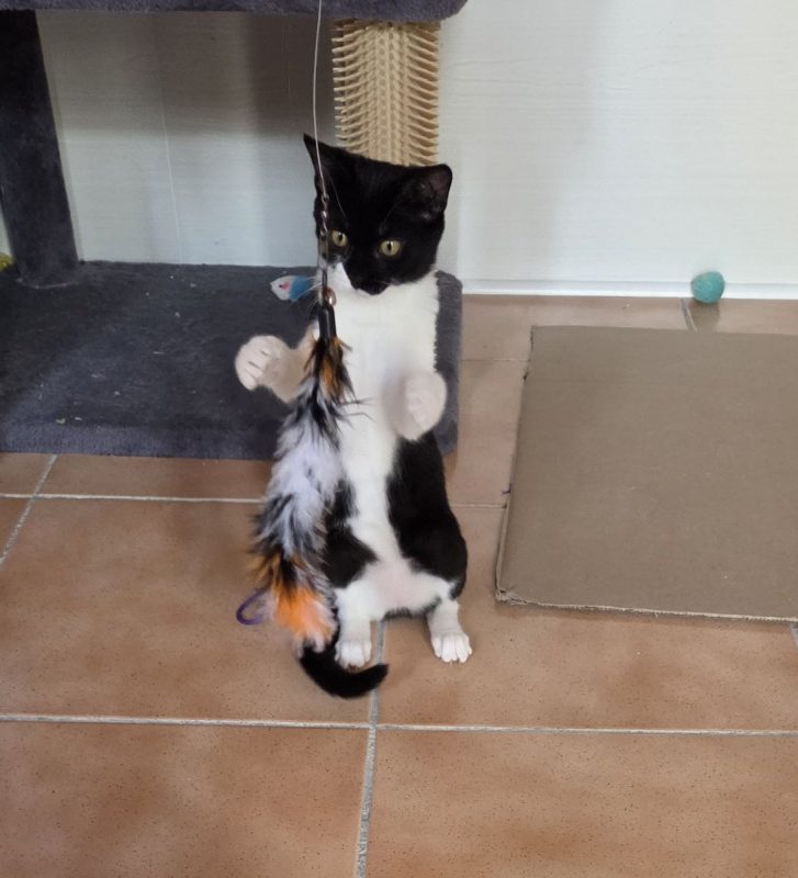 Nala - Chat à adopter - photo 3
