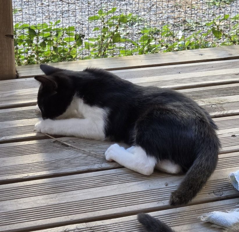 Nala - Chat à adopter - photo 2