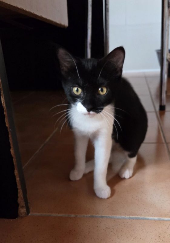 Nala - Chat à adopter - photo 4