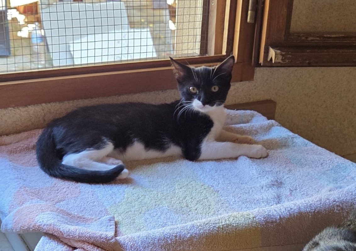 Nala - Chat à adopter