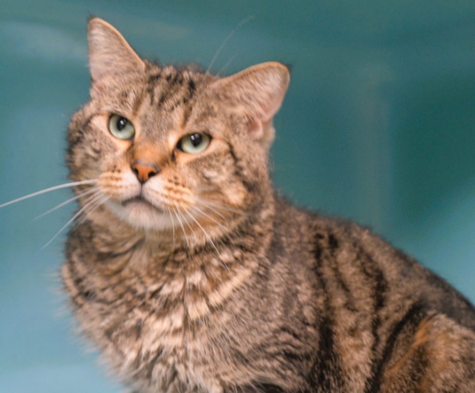 Vasco - Chat Européen à adopter