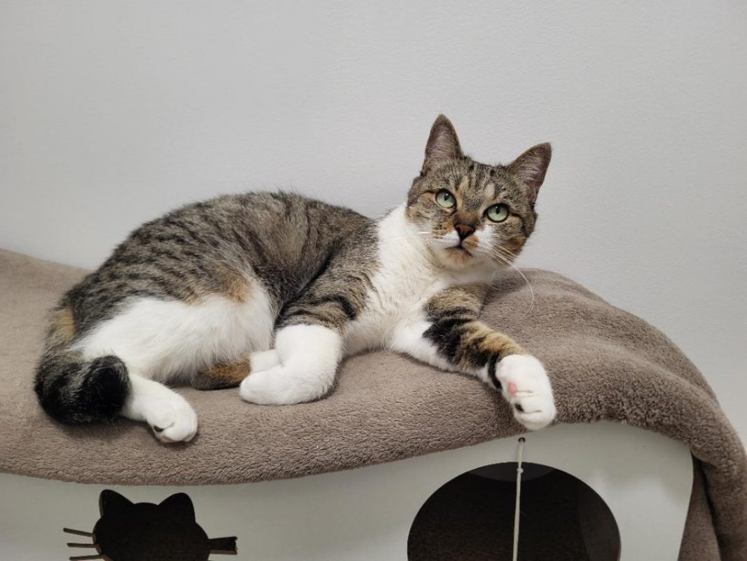 âline - Chat Européen à adopter