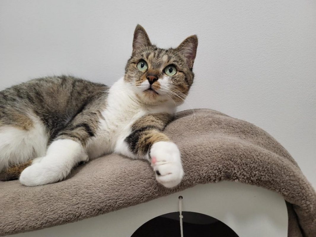 âline - Chat Européen à adopter - photo 2