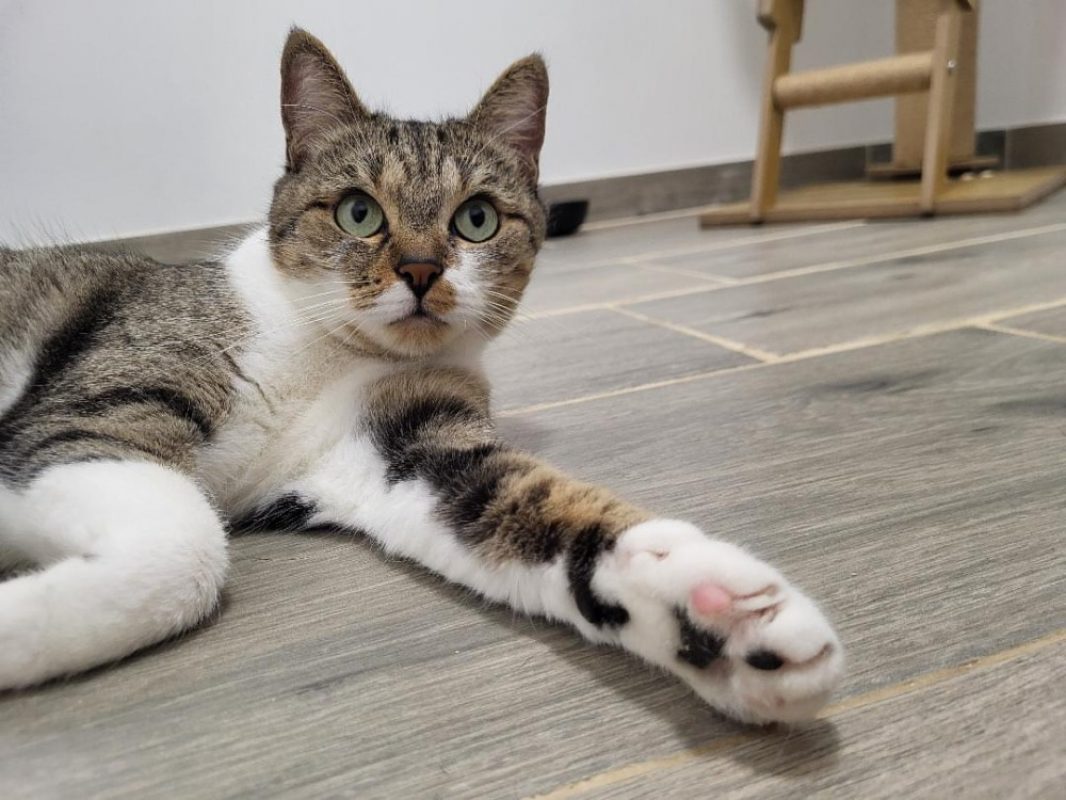 âline - Chat Européen à adopter - photo 3
