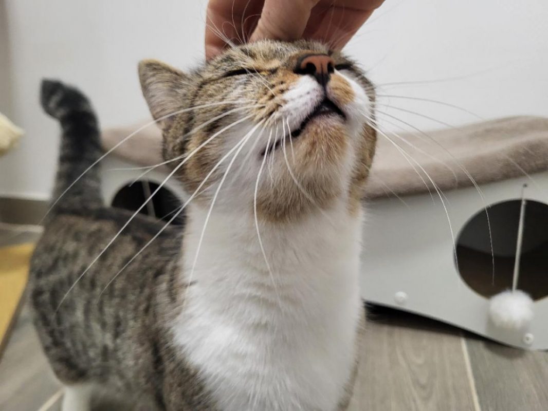 âline - Chat Européen à adopter - photo 4