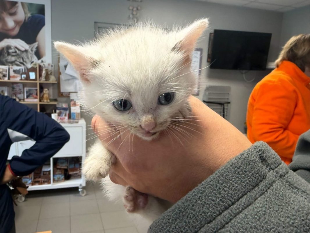 Simon - Chat à adopter