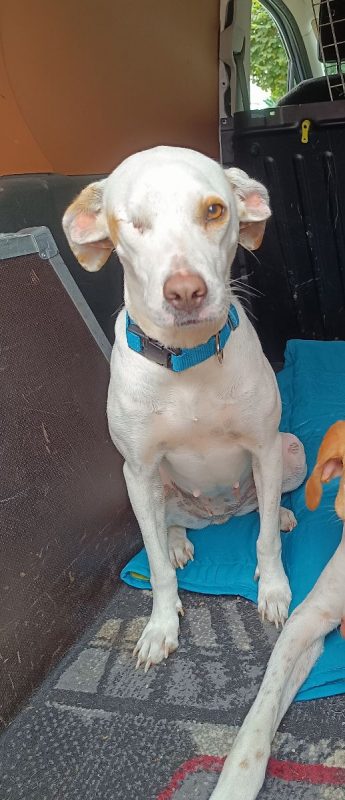 JADE - Chien à adopter - photo 11
