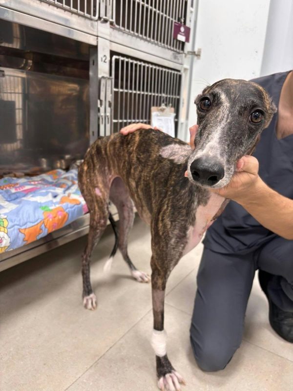 IBIZA - Chien à adopter