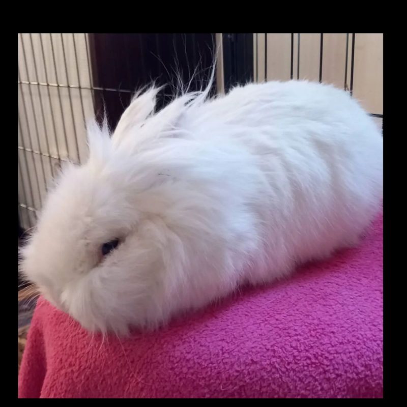 Abyad - Rongeur Lapin à adopter - photo 2