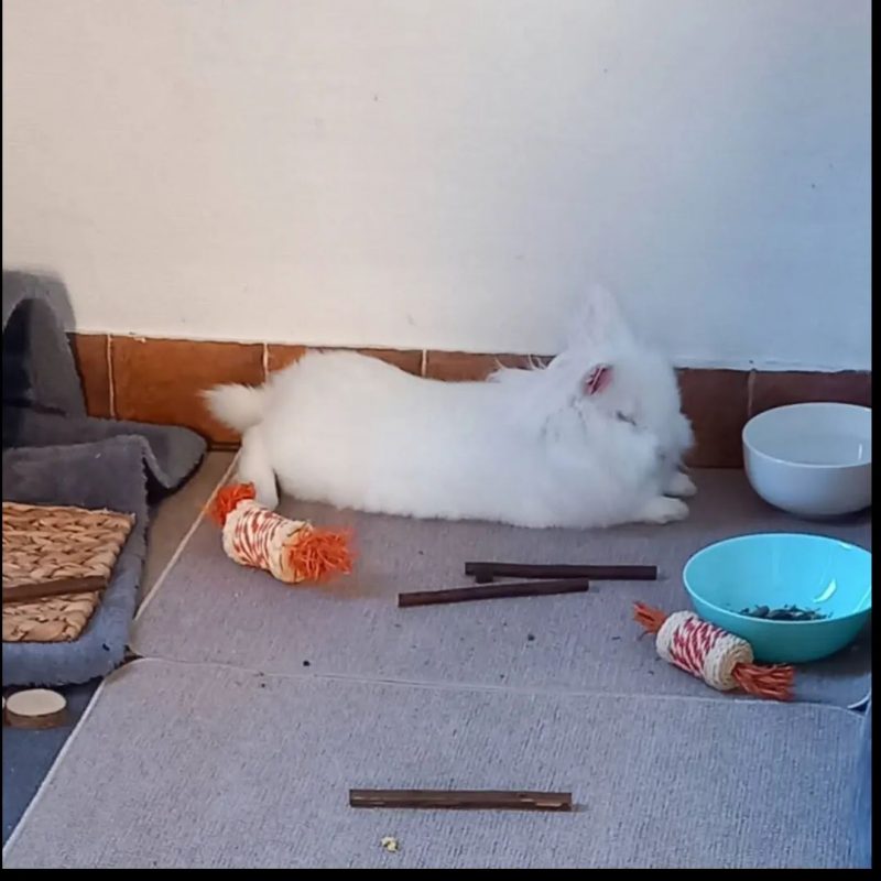 Abyad - Rongeur Lapin à adopter