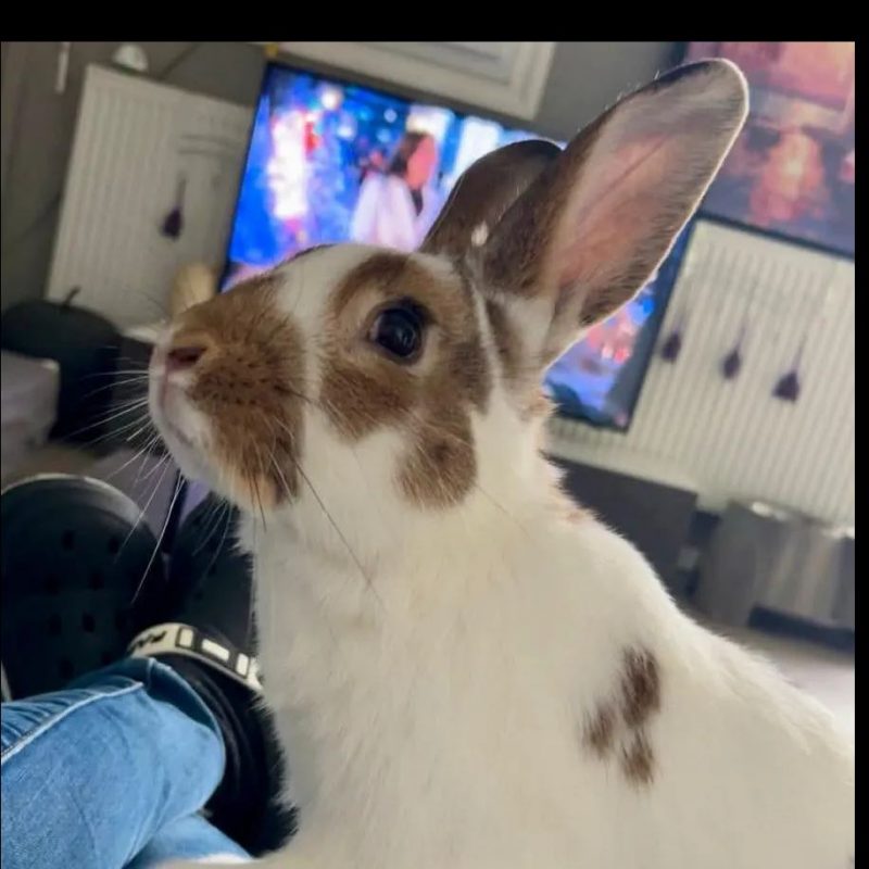 Linus - Rongeur Lapin à adopter - photo 2