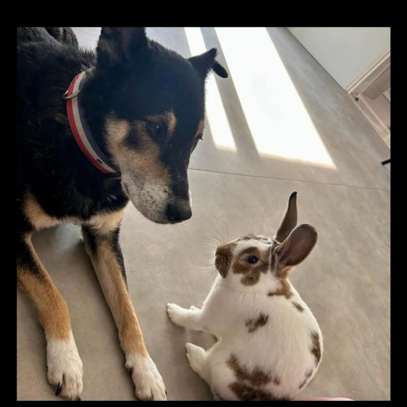 Linus - Rongeur Lapin à adopter - photo 3