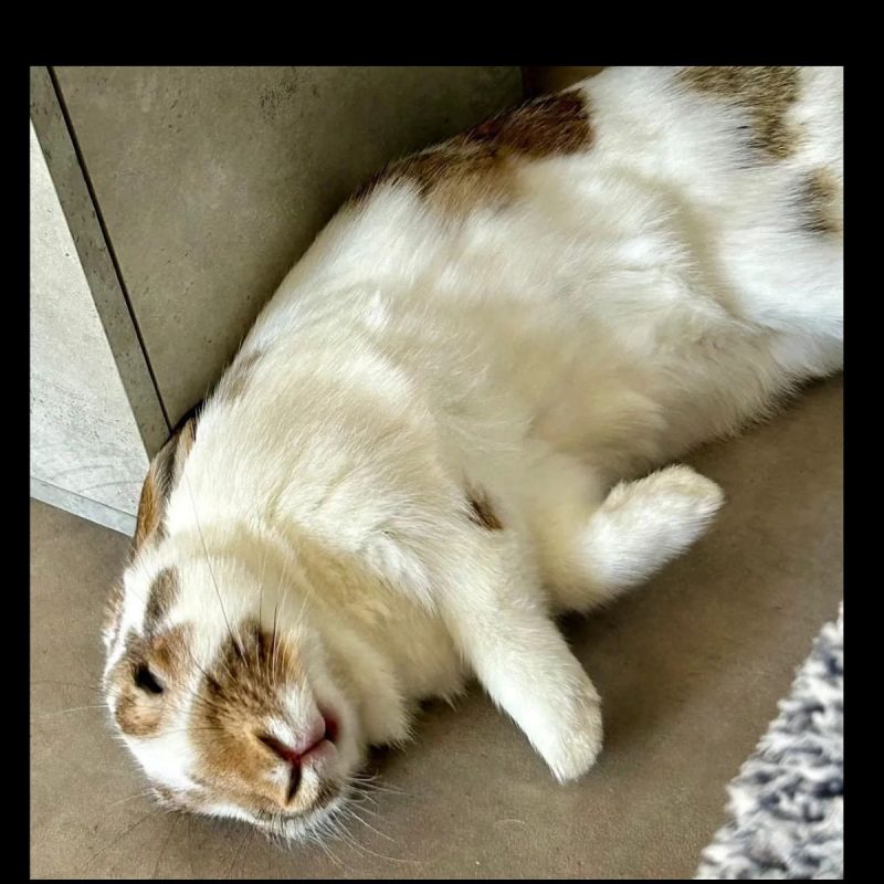 Linus - Rongeur Lapin à adopter