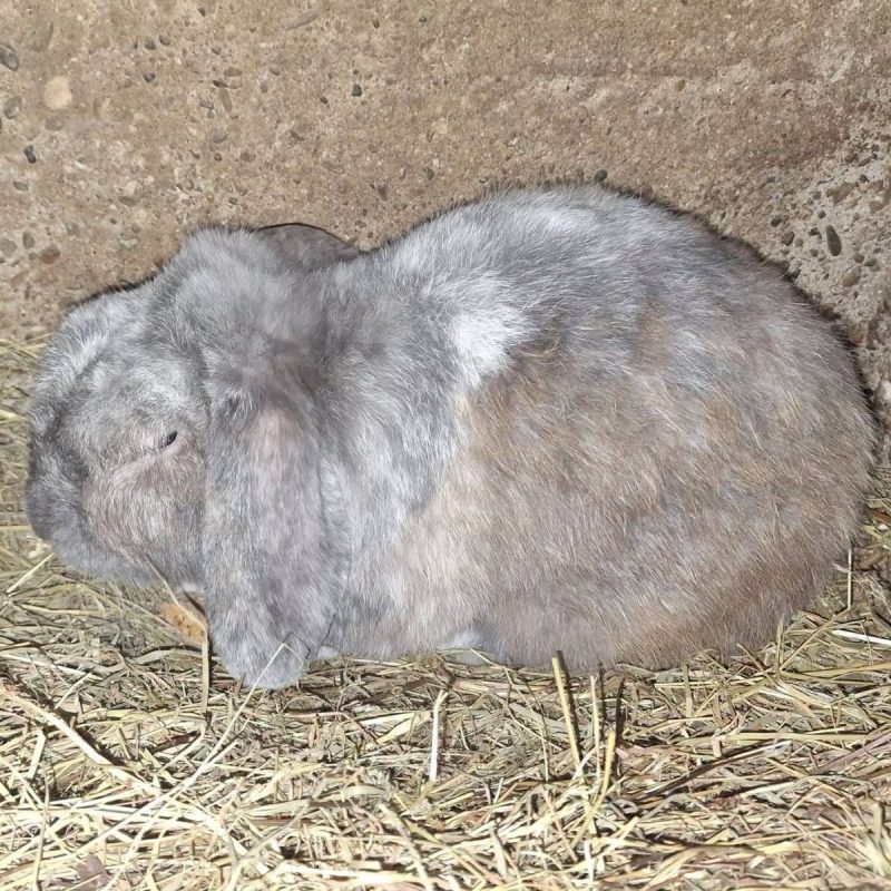 Mouchka - Rongeur Lapin à adopter - photo 2