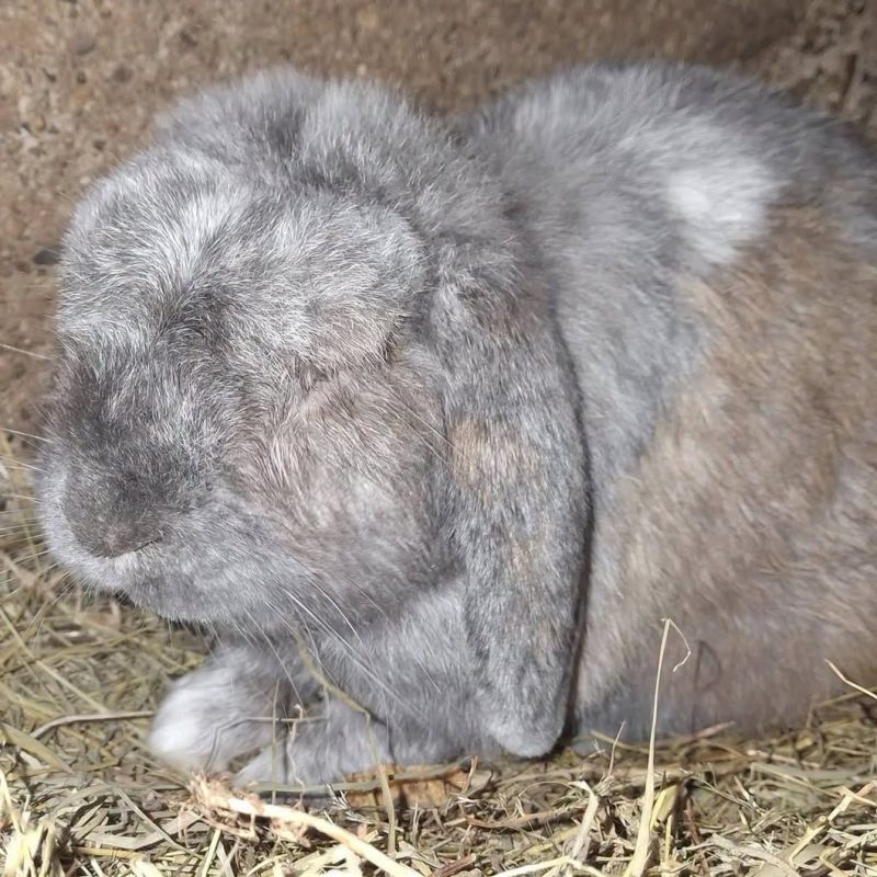 Mouchka - Rongeur Lapin à adopter - photo 4