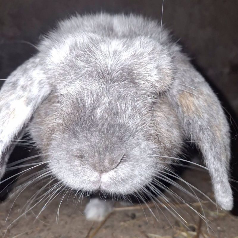 Mouchka - Rongeur Lapin à adopter