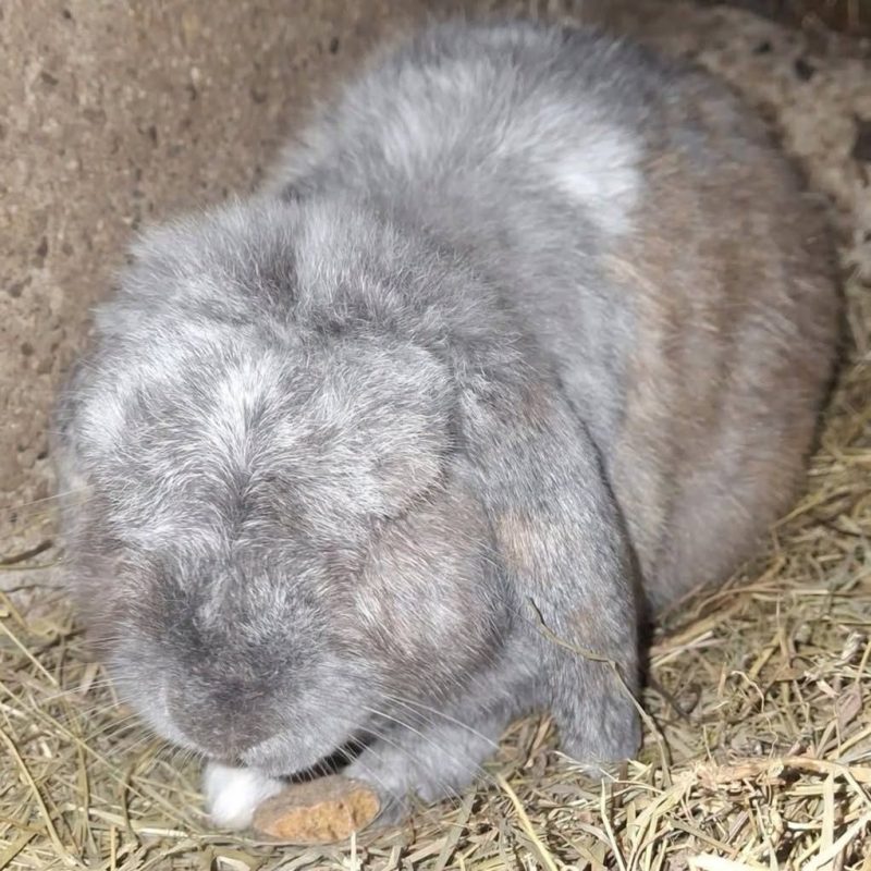 Mouchka - Rongeur Lapin à adopter - photo 3