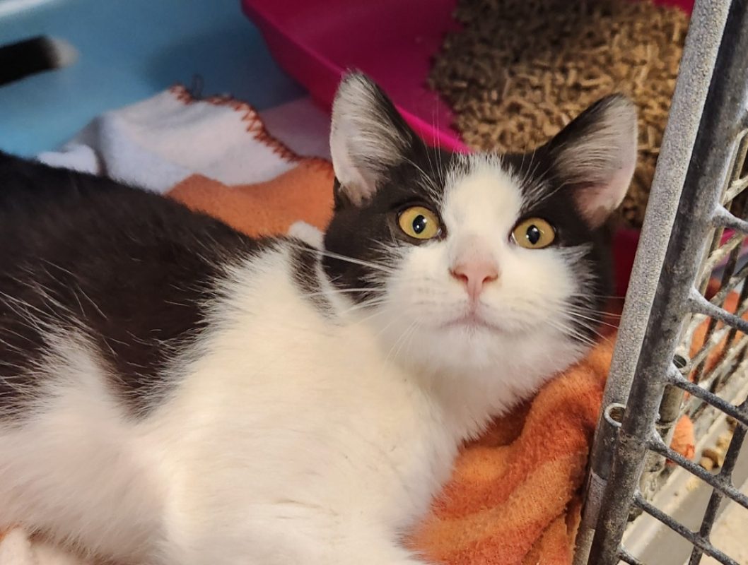 Rexy - Chat Européen à adopter