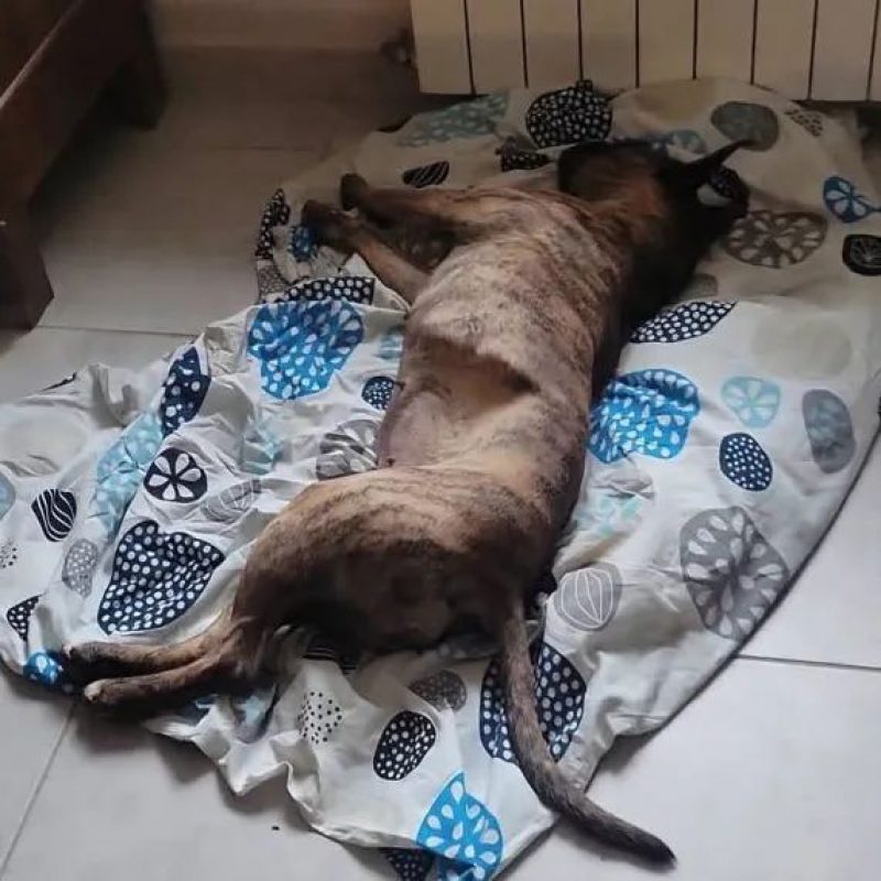 Baggah - Chien à adopter - photo 2