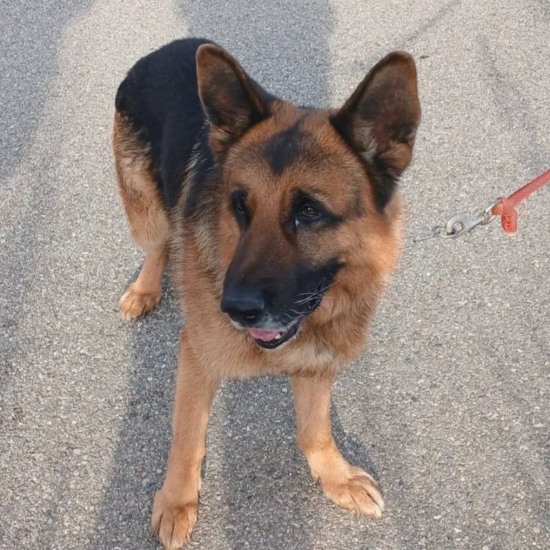 Nash - Chien Berger Allemand à adopter - photo 2