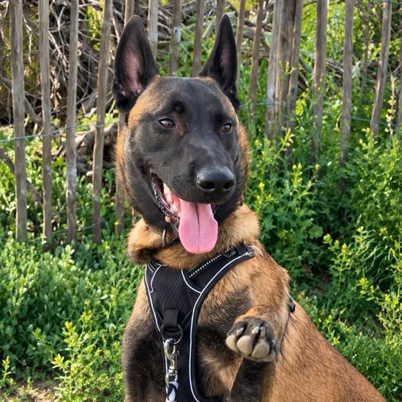 Aïko 1 - Chien Berger Belge Malinois à adopter