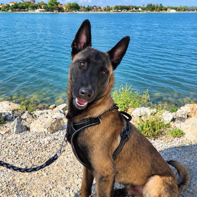 Aïko 1 - Chien Berger Belge Malinois à adopter - photo 3