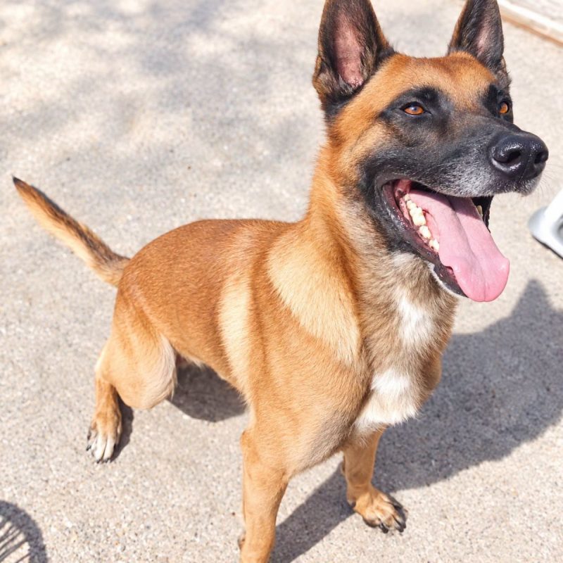 Thor - Chien Berger Belge Malinois à adopter