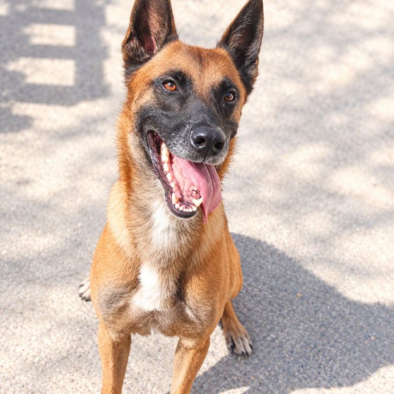 Thor - Chien Berger Belge Malinois à adopter - photo 2