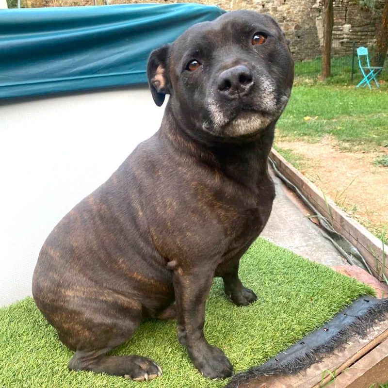 Sam - Chien Staffordshire Bull Terrier à adopter - photo 3