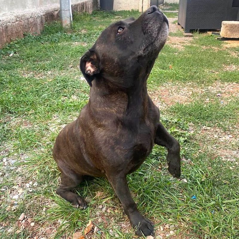 Sam - Chien Staffordshire Bull Terrier à adopter - photo 2